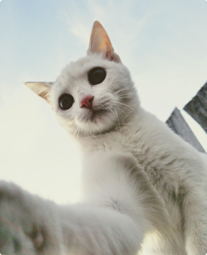 white_cat_image